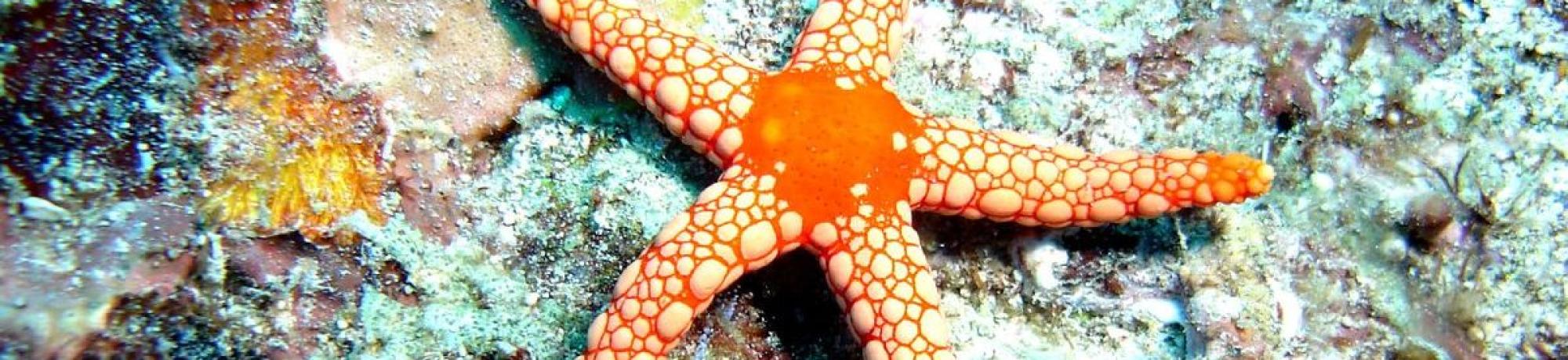 starfish