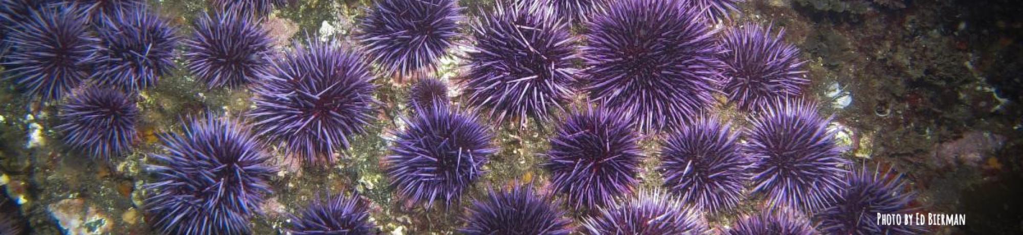 Native CA purple sea urchins on rock