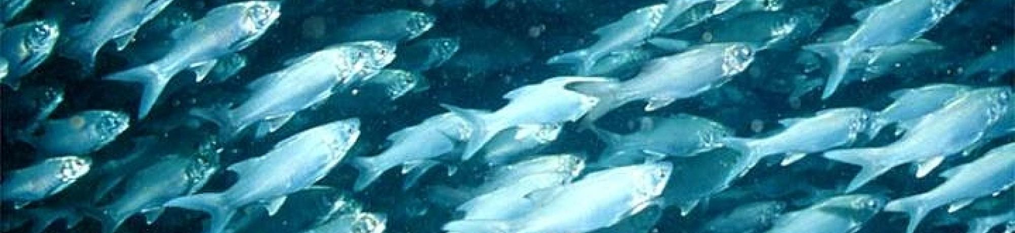 school of fish image